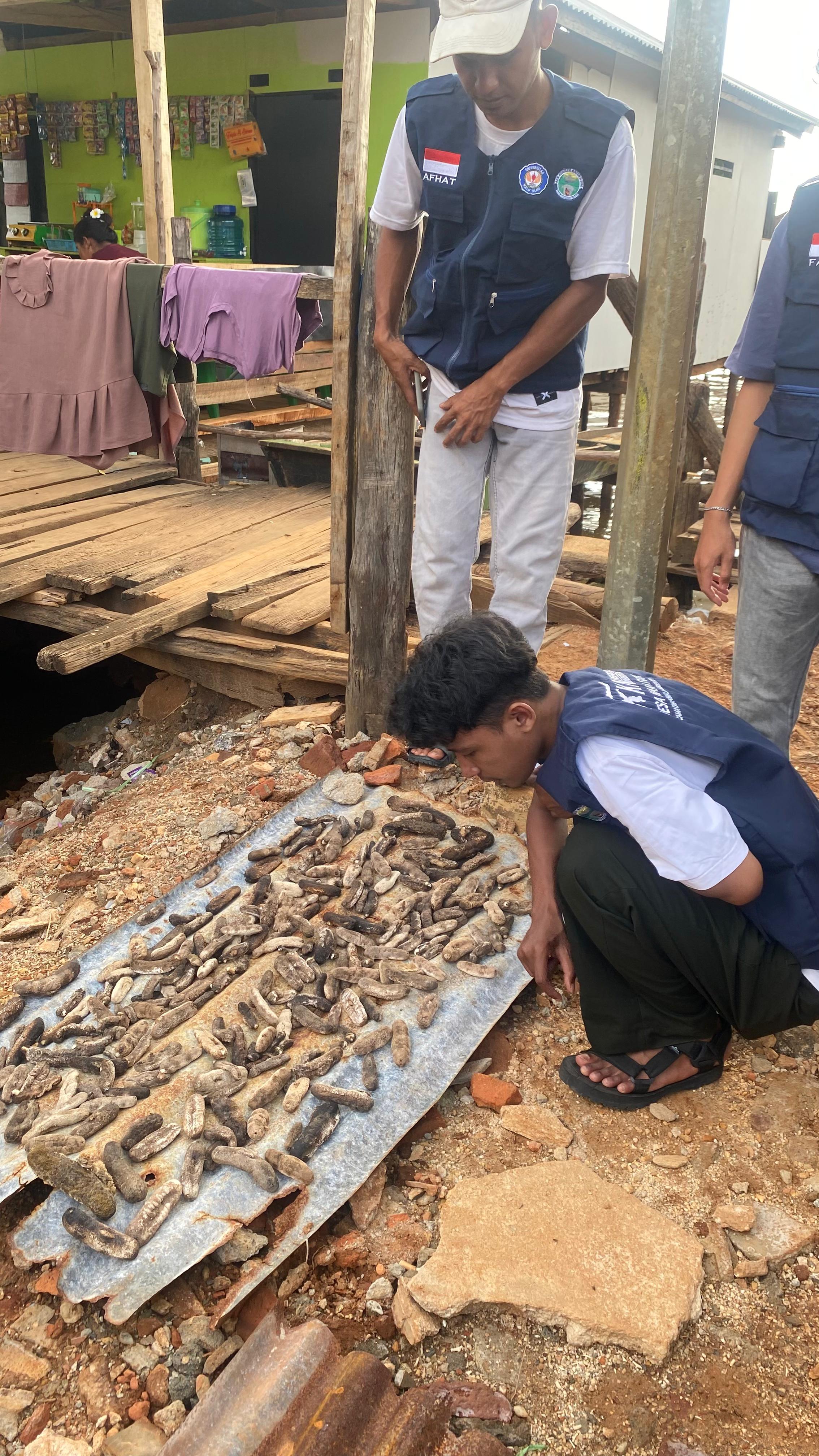 Melihat budidaya teripang